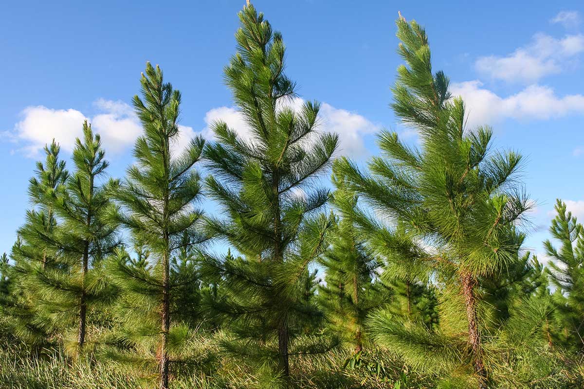 Pines