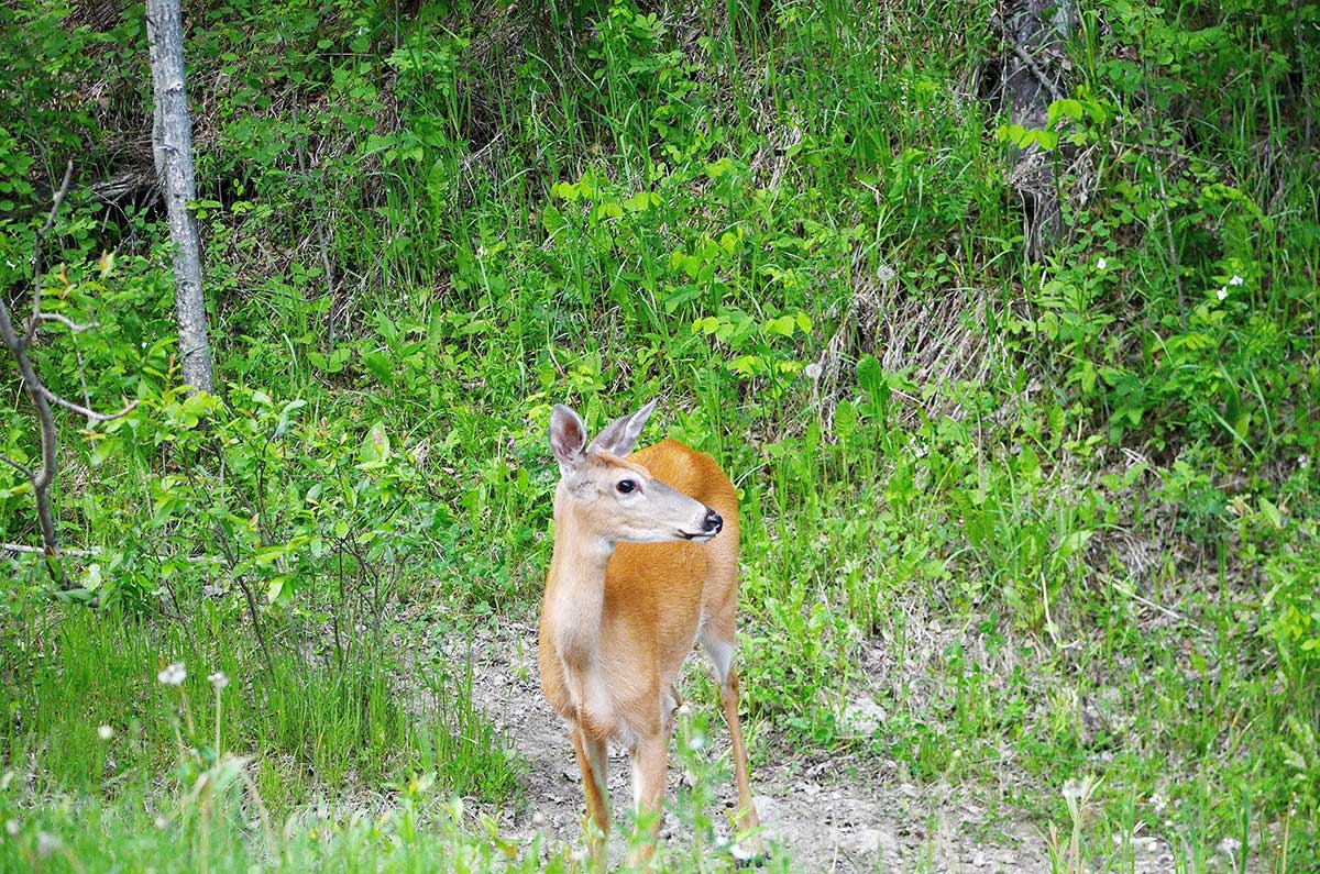 Deer
