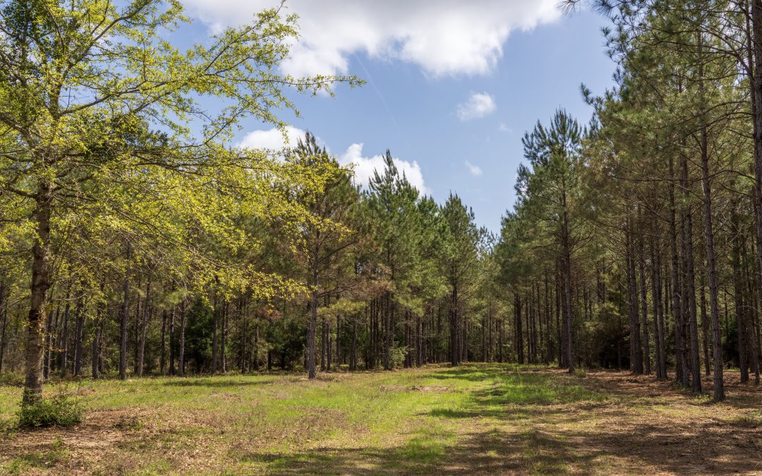Why Peak Hurricane Season Is Turning Buyers Toward Inland Florida Land 