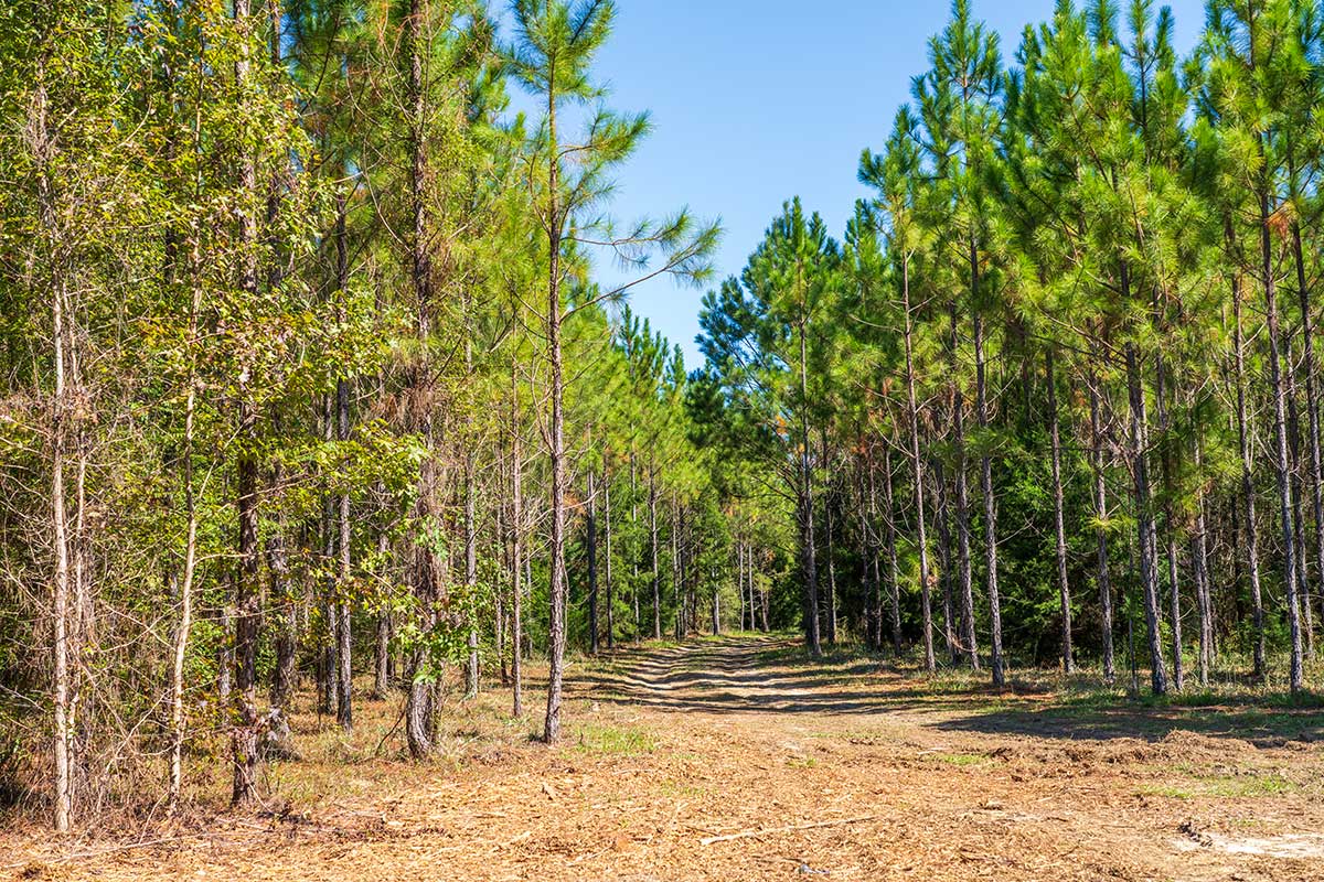 Palmetto Cove Ranch