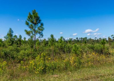Palmetto Cove Ranch